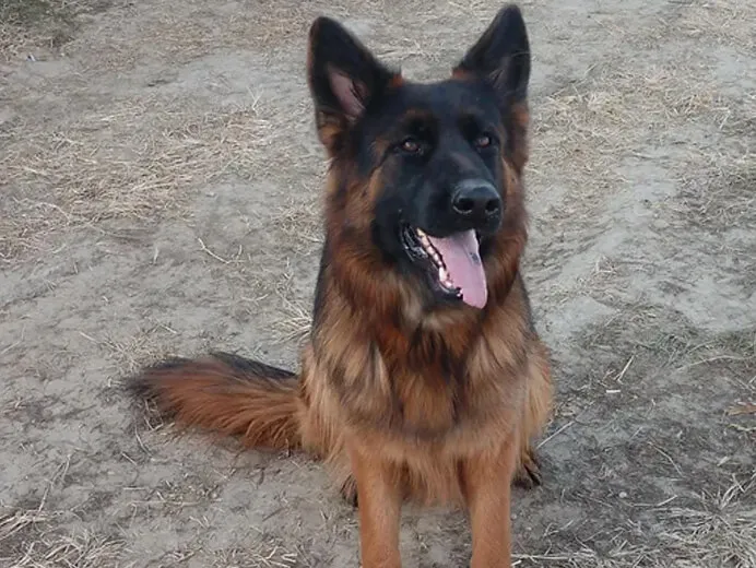 Long Hair German Shepherd smiling