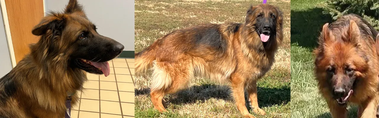 Stock coat German Shepherd outdoors