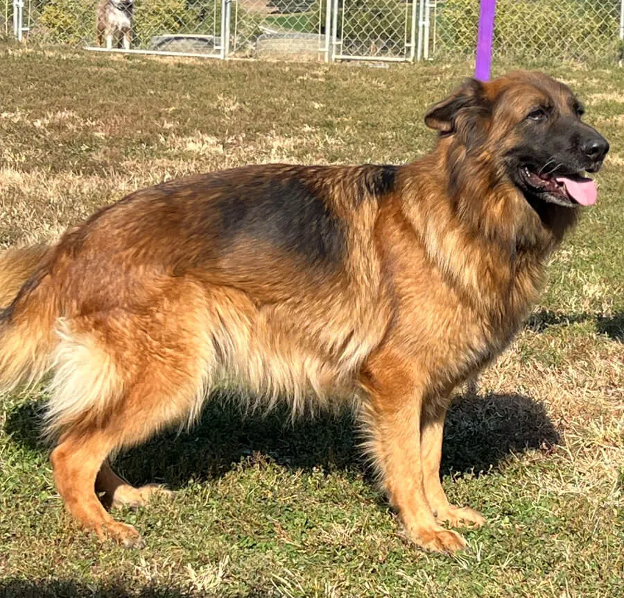 Jarvina standing - German Shepherd