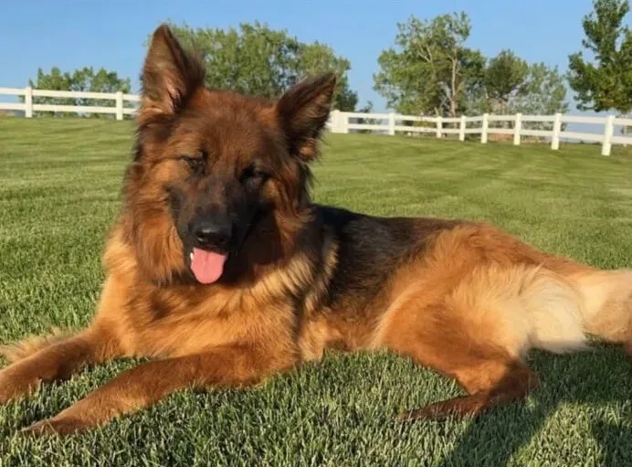 Long Hair German Shepherd