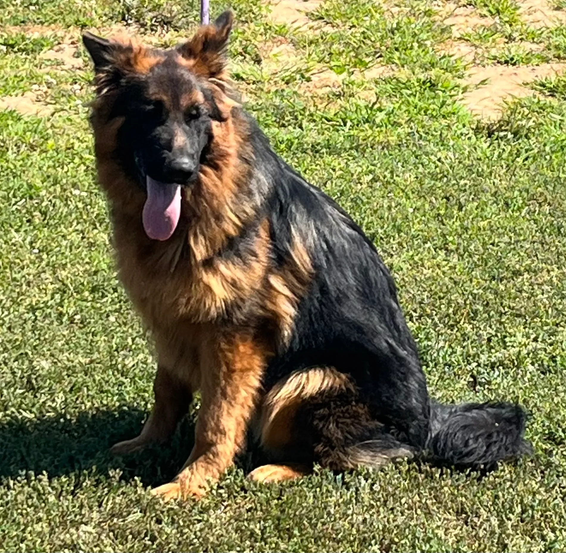 Lulu