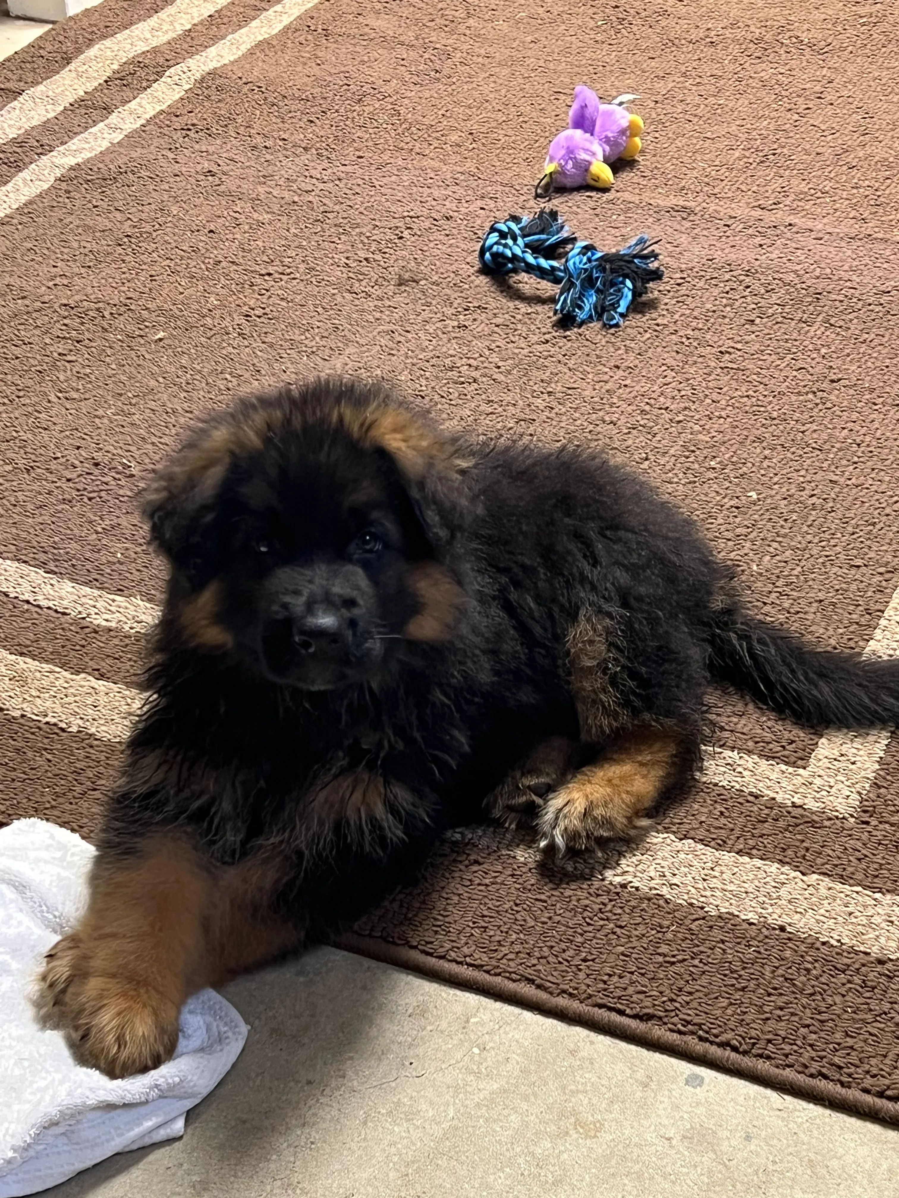 Nahla & Archie puppy