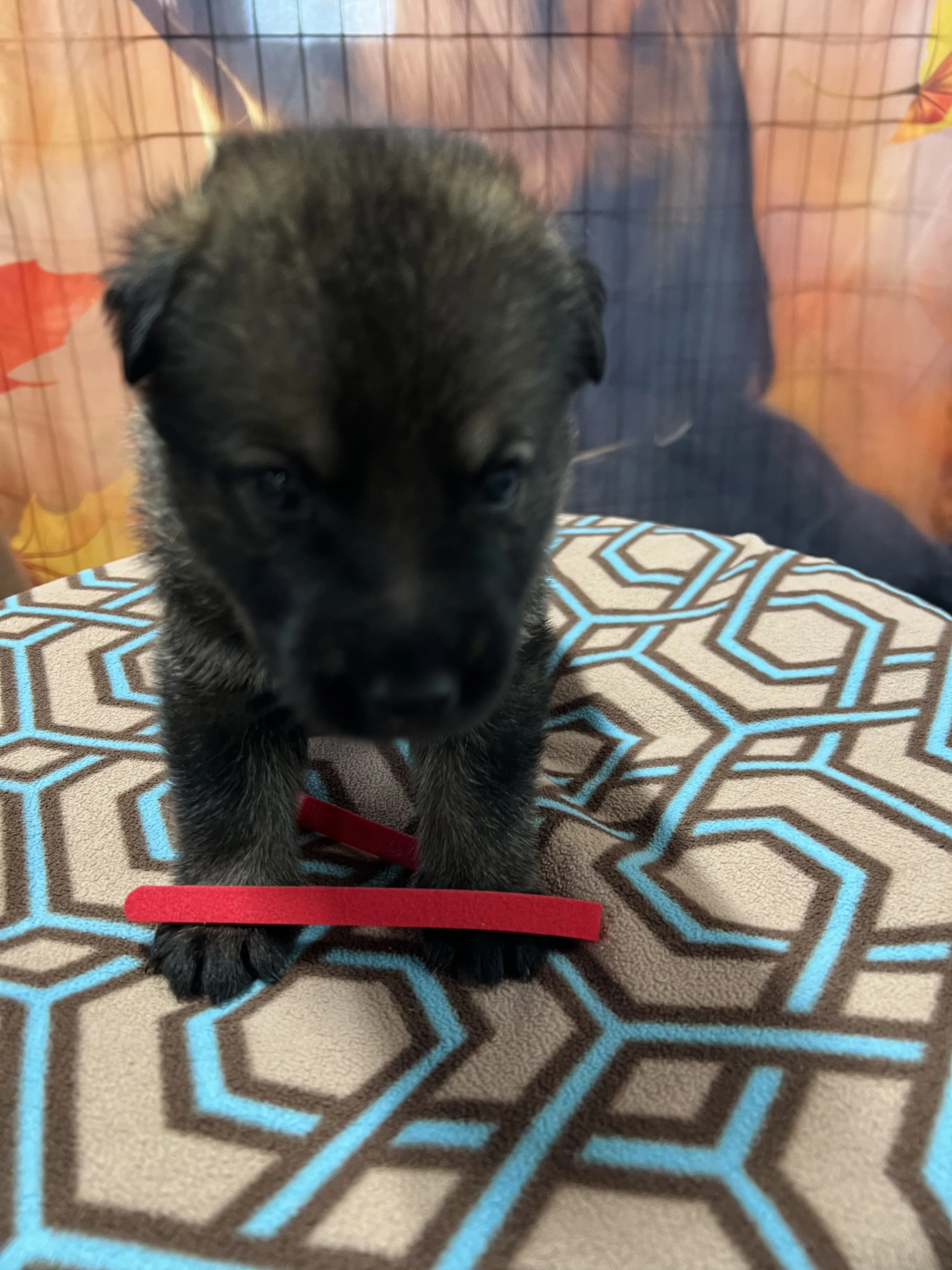 Girl - Red collar