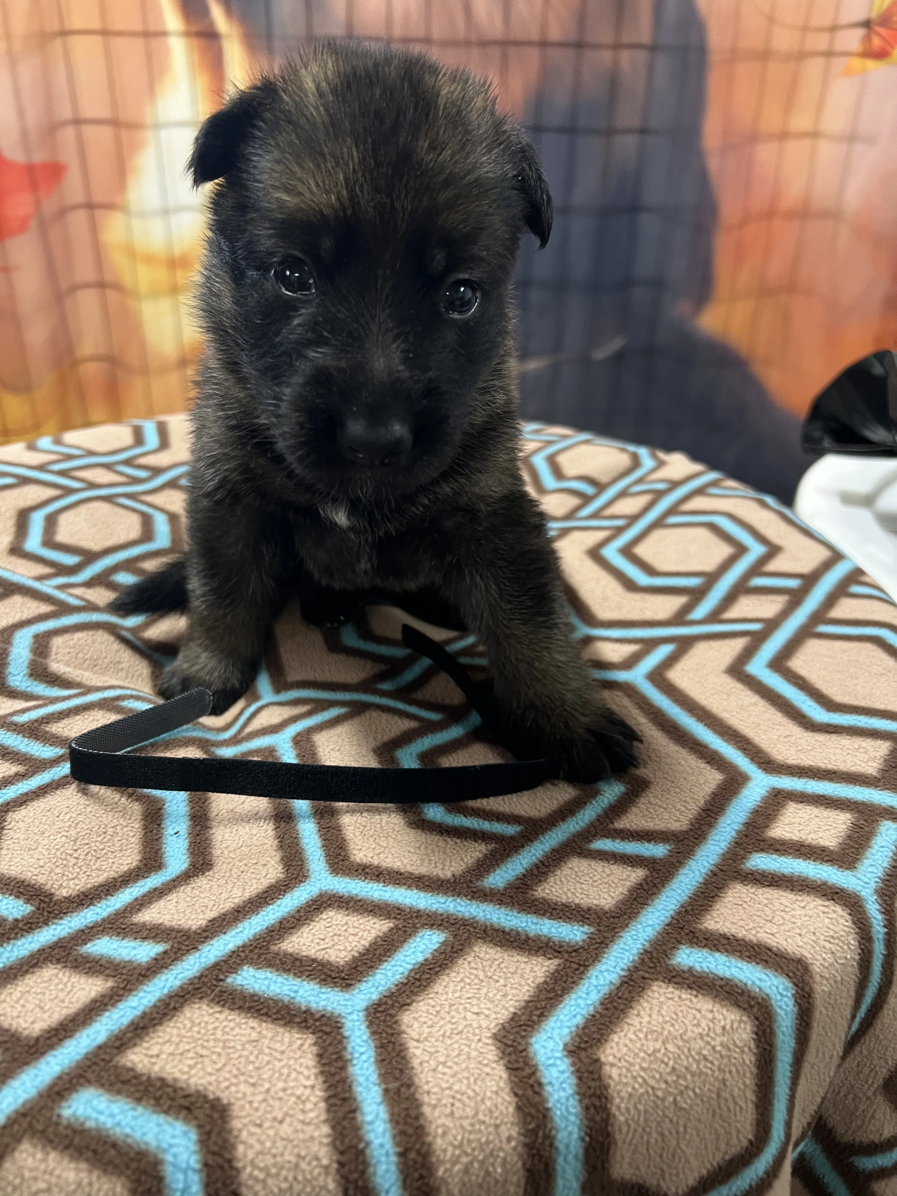 Girl - Black collar