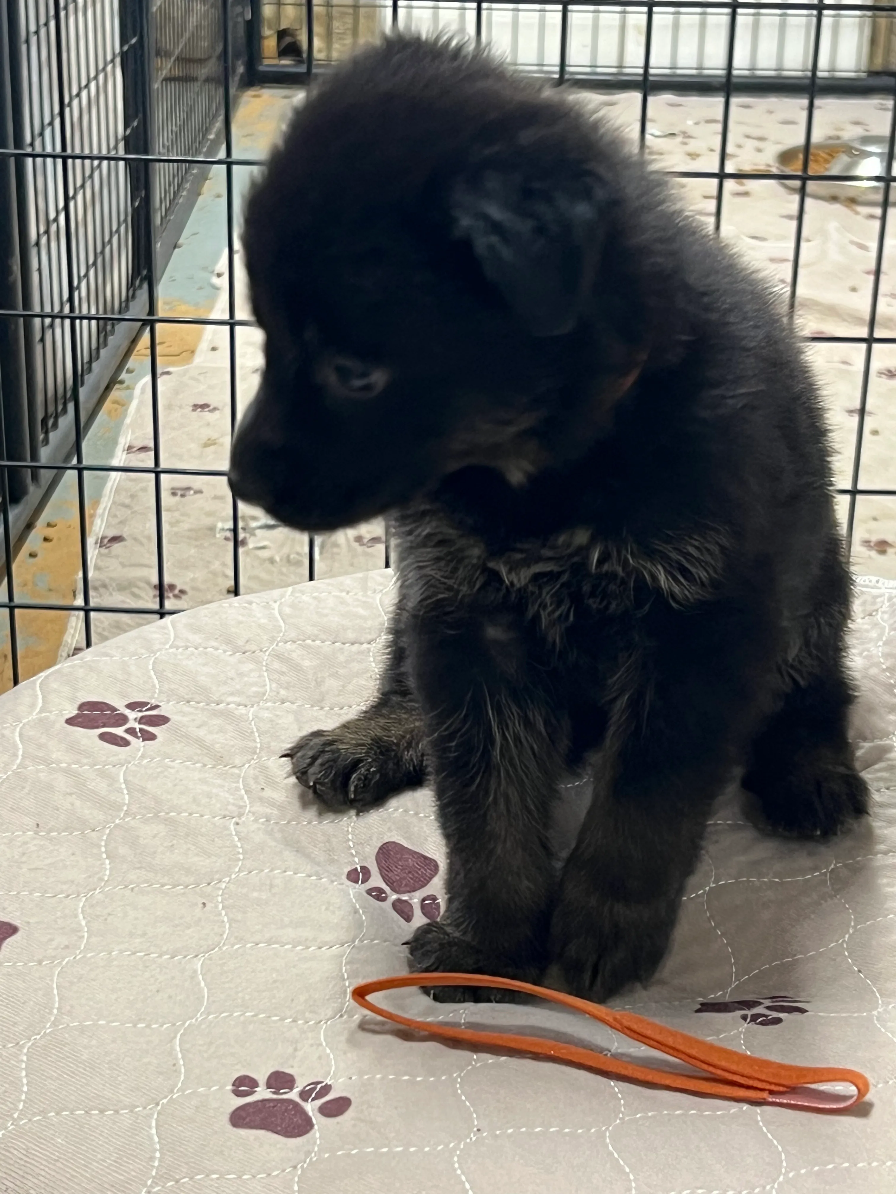 Boy - Burnt orange collar