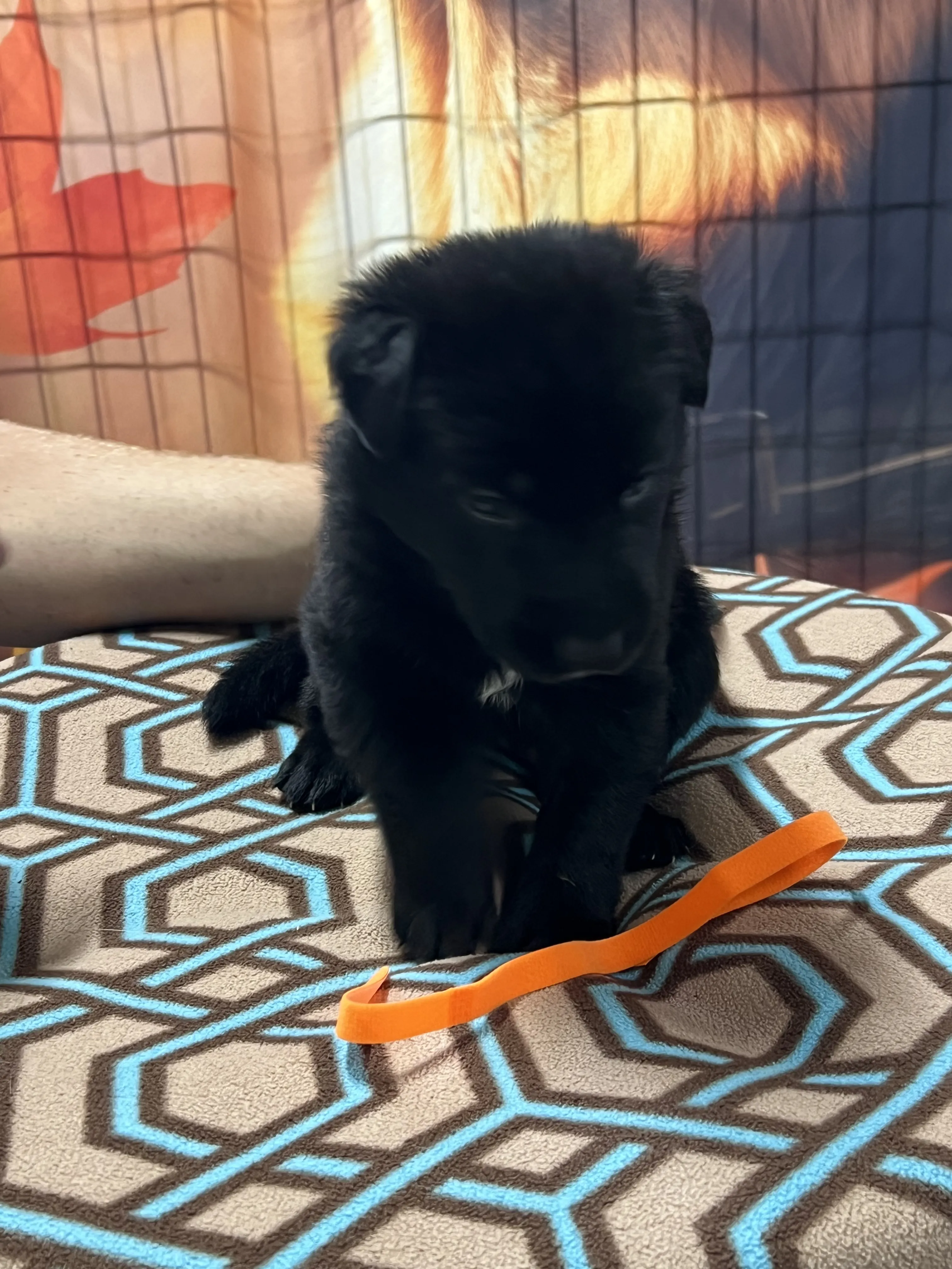 Girl - Orange collar