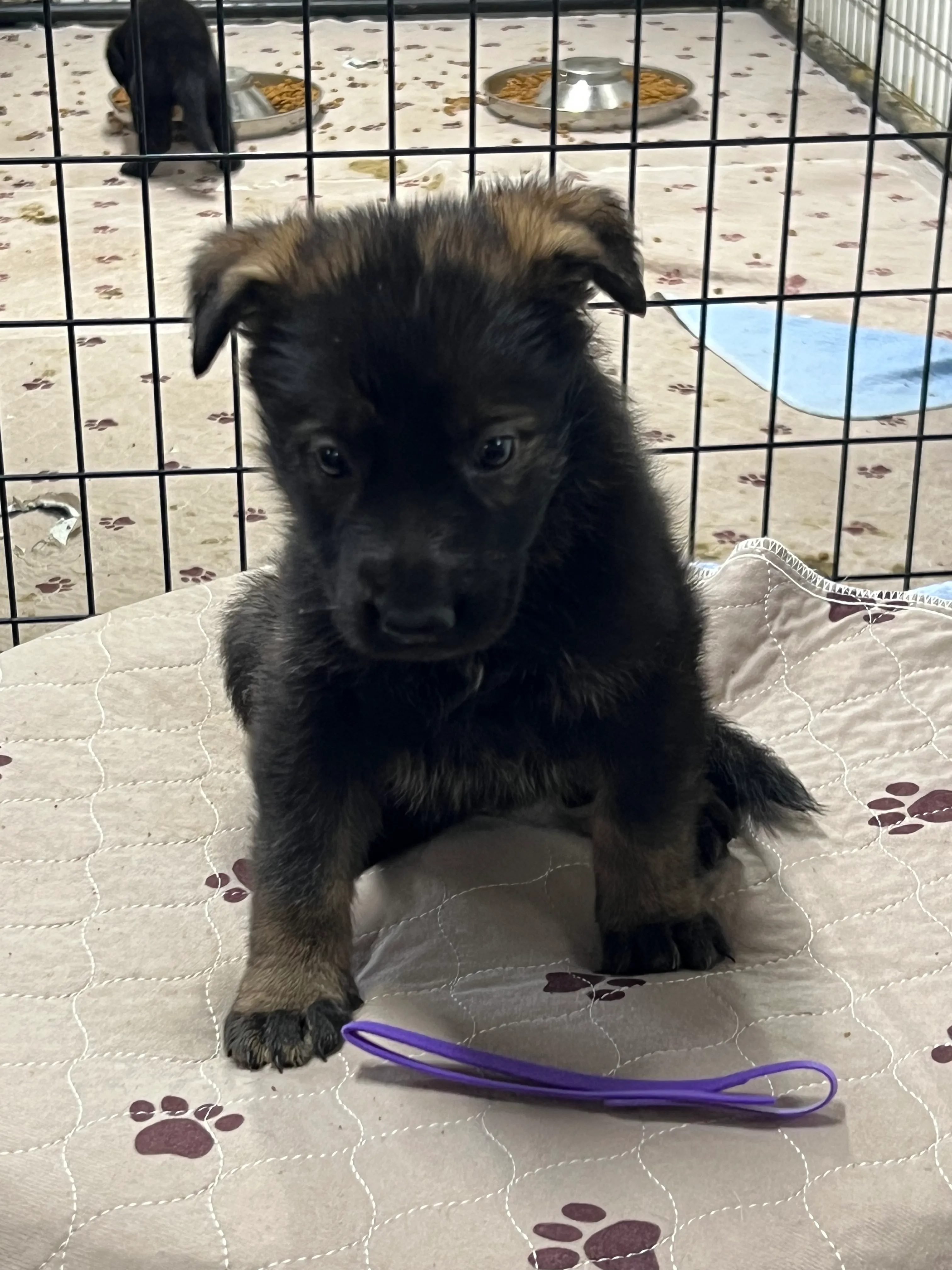 Girl - Purple collar
