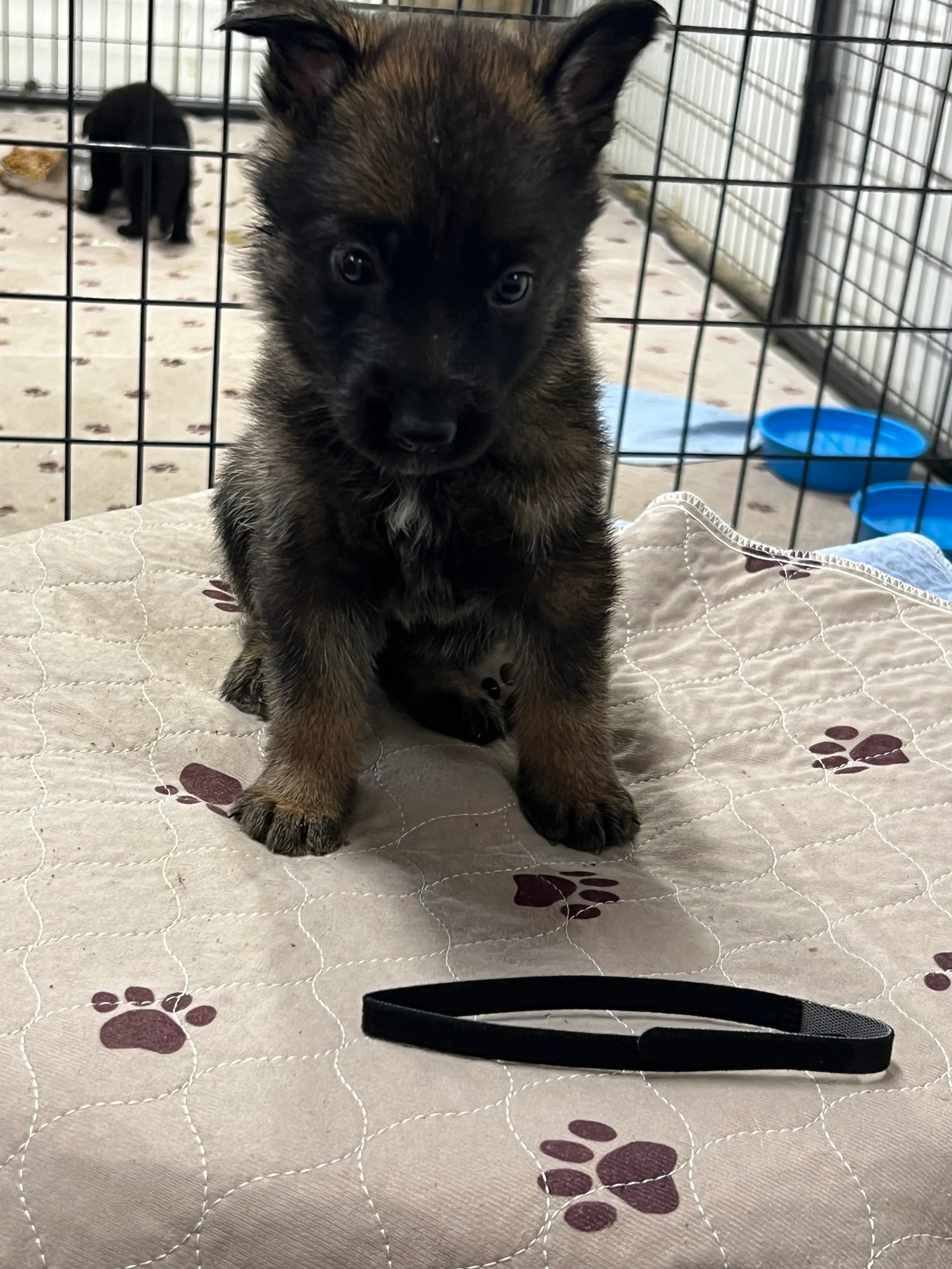 Girl - Black collar