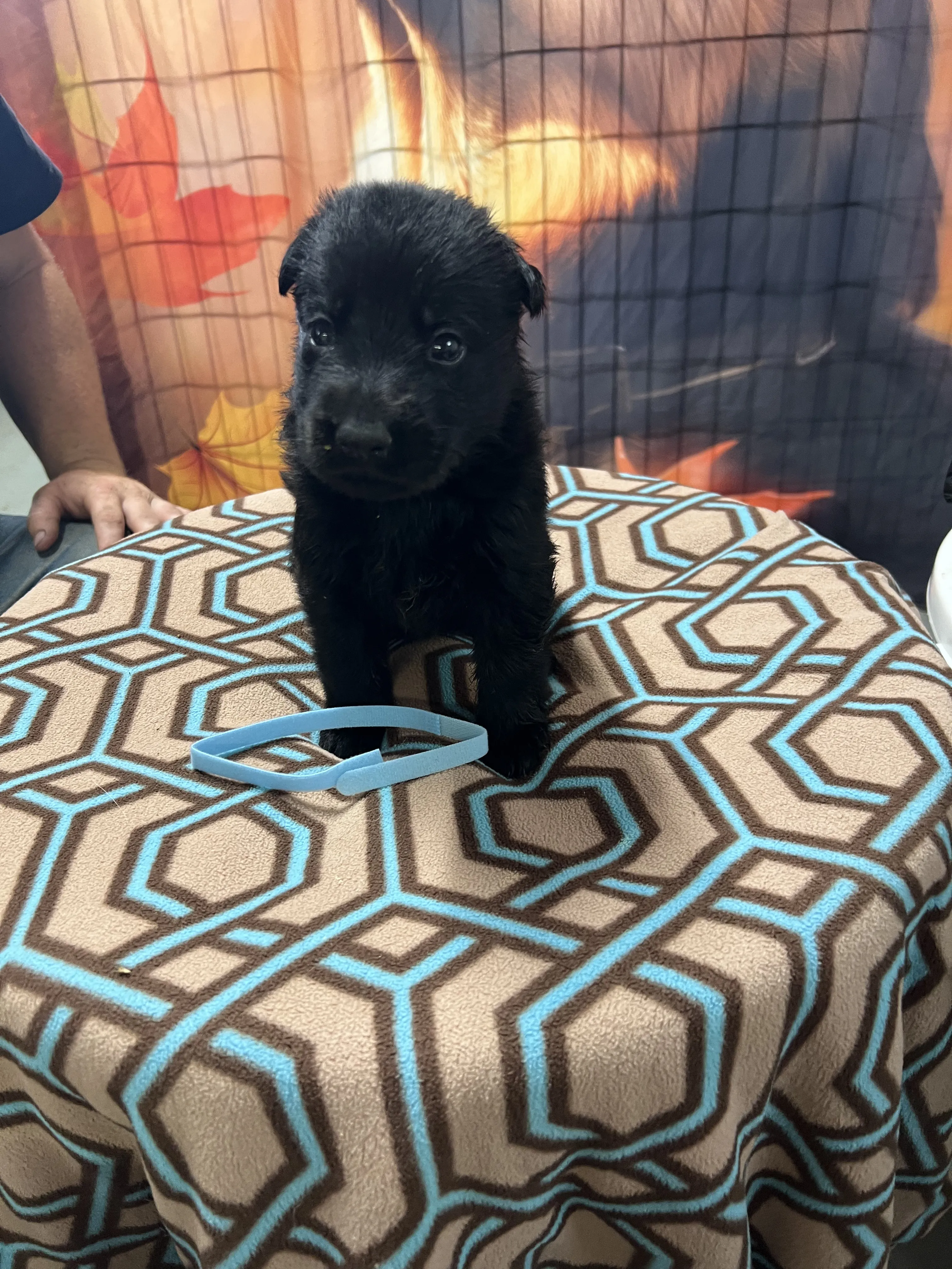 Girl - Light blue collar