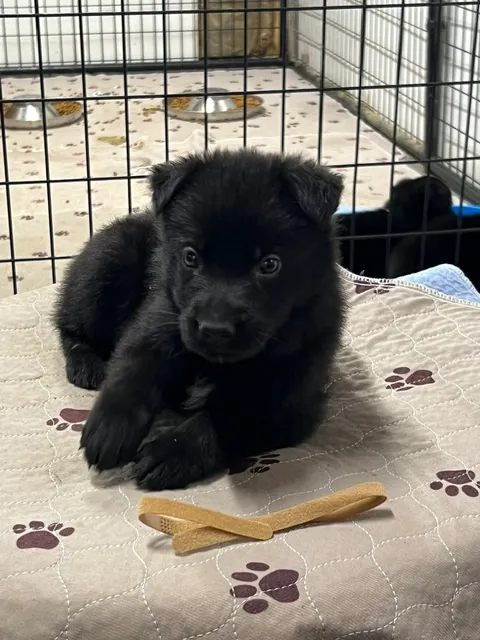 Boy - Brown collar