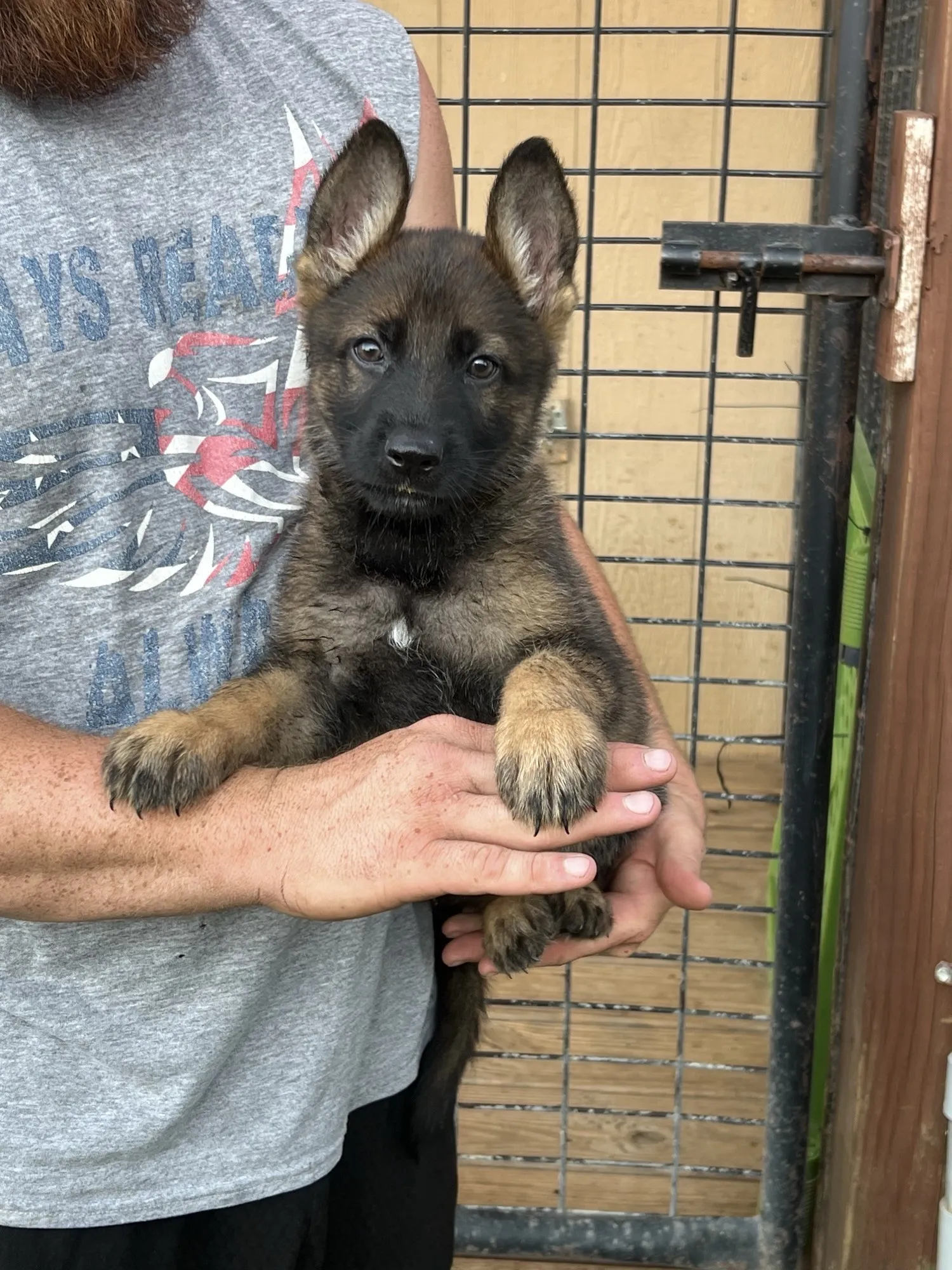 Girl - Sable
