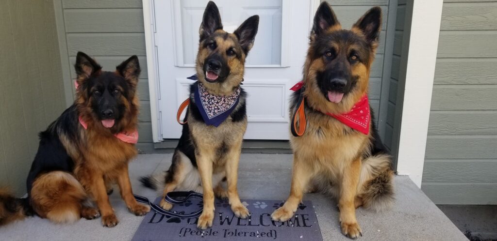 3 of our Long Hair German Shepherds sitting