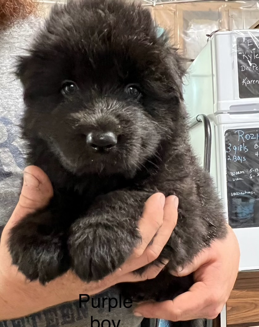 Black Long Hair German Shepherd puppy